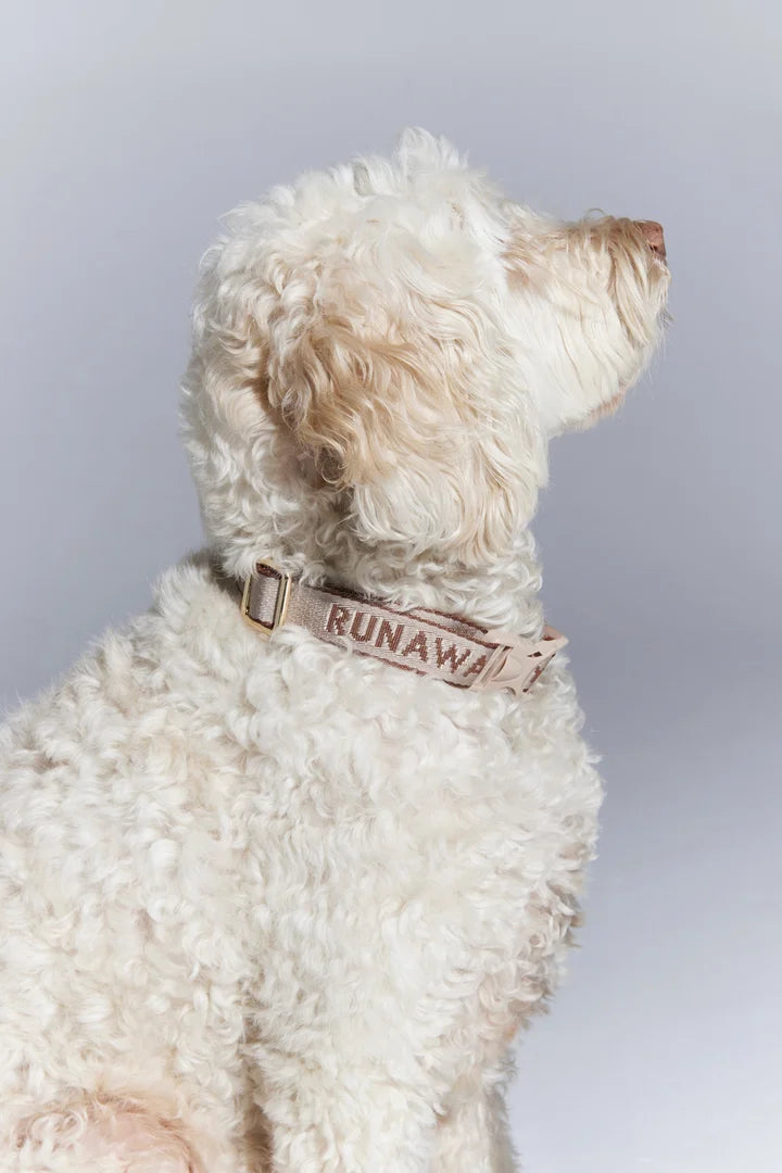 Runaway Woven Dog Collar