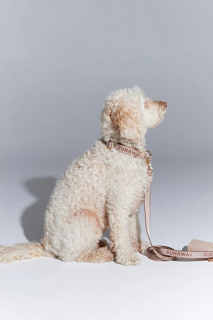 Runaway Woven Dog Leash & Bag Holder